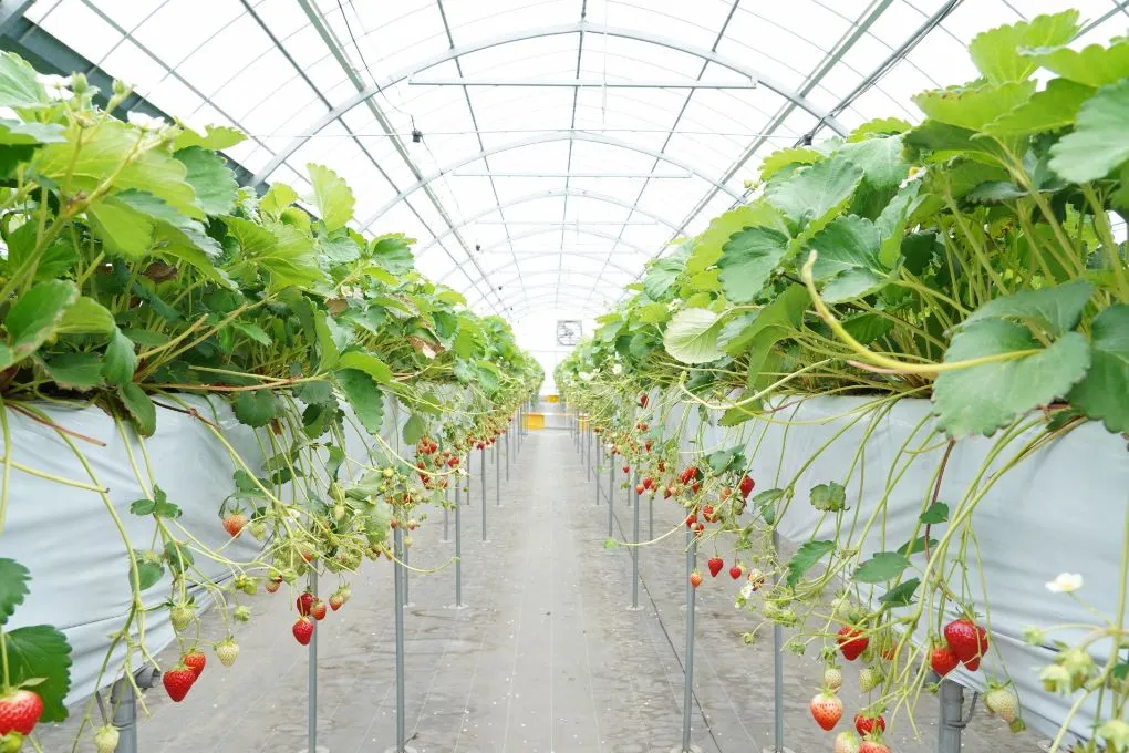 安城建築のトップヒートバリアーを施工するイチゴ栽培の農業ハウスのイメージ画像