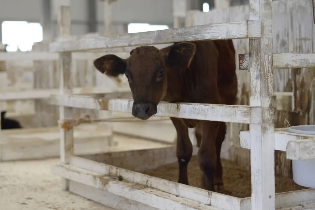 安城建築のトップヒートバリアーを施工する牛舎のイメージ画像