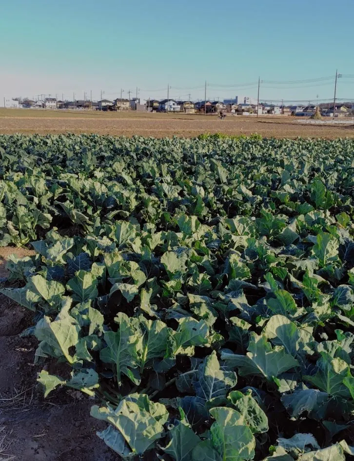 安城建築の農家のビニールハウスでのトップヒートバリアーの施工をイメージした画像